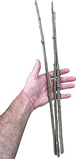 Step By Step Guide How To Successfully Root A Pussy Willow Plant ShunCy