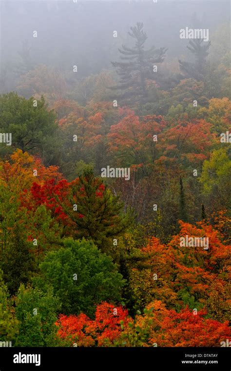 Autumn Colours In The Mist In Cottage Country Ontario Canada Stock