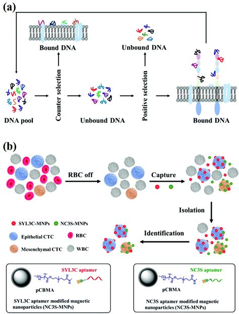 Isolation Of Dna Aptamers Targeting N Cadherin And High Efficiency