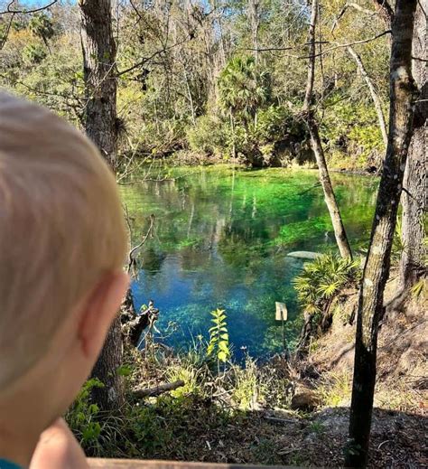 Essential Tips For Seeing Manatees At Blue Spring State Park