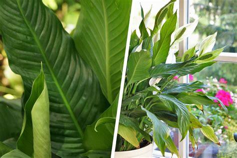 Descubre El Secreto Para Regar Correctamente Tu Spathiphyllum Las