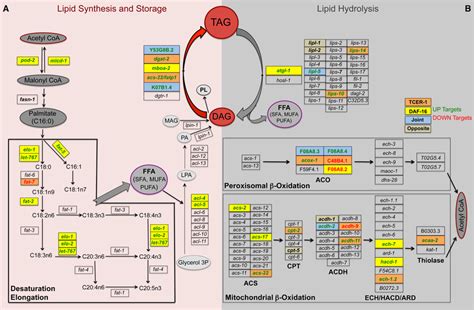 Key genes involved in lipid anabolism and catabolism are up regulated ...