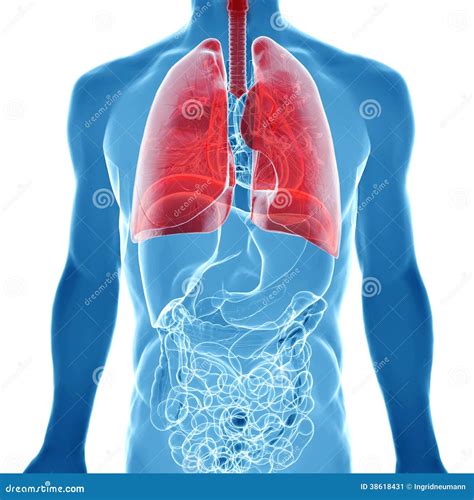 人的肺解剖学在x 射线视图的 库存例证 插画 包括有 透明 传记 例证 器官 伦琴 人力 查出 38618431