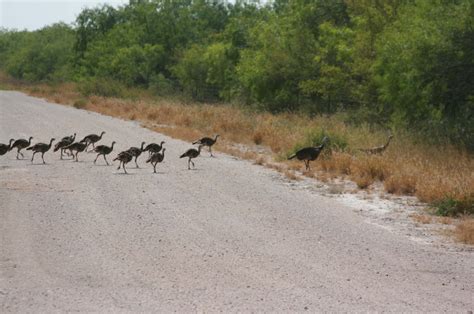 El Coyote Ranch Photo Gallery Texas Longhorns And Information Page