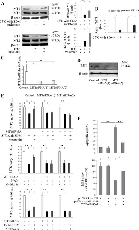 Knockdown Of Mt1 Sensitizes Cultured Neurons To Cell Death Download Scientific Diagram