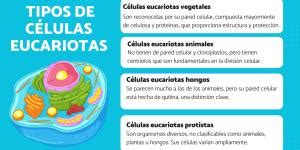 Tipos De C Lulas Eucariotas Y Sus Caracter Sticas