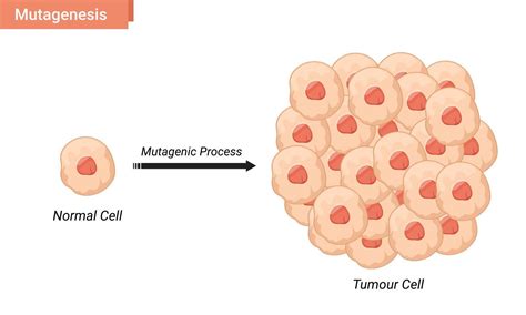 Mutagenesis cell vector illustration, tumor cell proliferation 10066620 ...