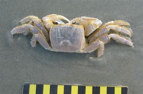 Ghost Crab Behavior