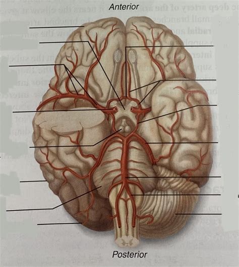 Arteries Of The Brain Diagram Diagram Quizlet Sexiz Pix