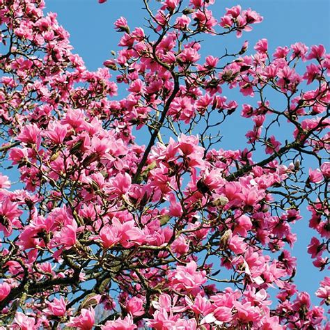 Qauzuy Garden Platillos Magnolia Soulangeana Semillas Vistosas