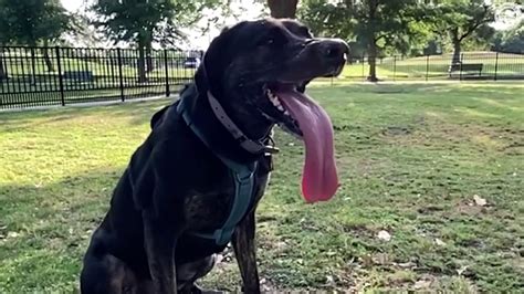 Ecco Zoey Il Cane Con La Lingua Pi Lunga Del Mondo La Stampa