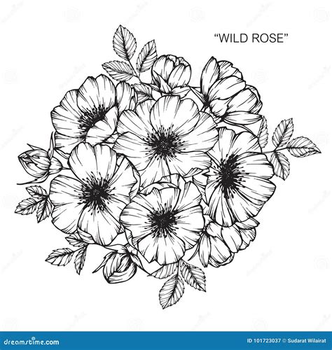 Wild Rose Flower Drawing And Sketch. Stock Vector - Illustration of ...