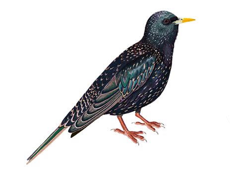 Wild Common Blackbird PNG | PNG All