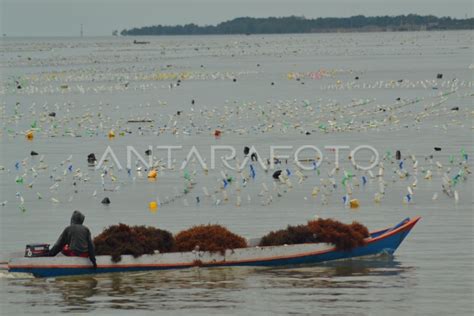 Panen Rumput Laut Nunukan Antara Foto