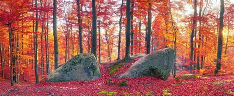 K K K Ukraine Autumn Forests Stones Zakarpattia Trees