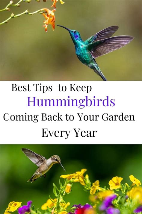 Keep Hummingbirds Coming Back Garden Down South How To Attract