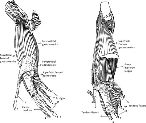 Gecko Muscular Anatomy