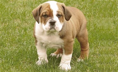 English Bulldog Pitbull Mix Everything You Need To Know