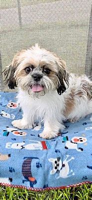 Davie Fl Shih Tzu Meet Riley A Pet For Adoption Adoptapet