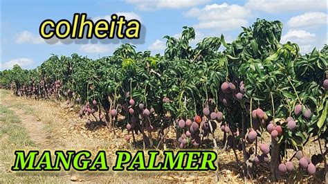 Colheita De Manga Palmer No Sert O Youtube