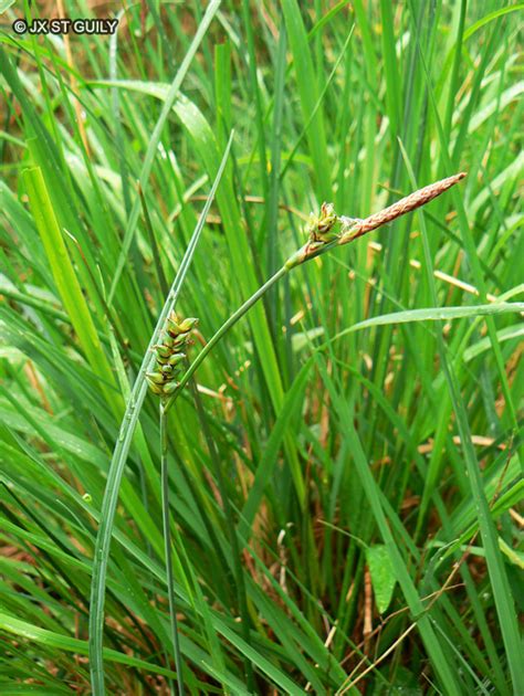 Fiche Carex Panicea