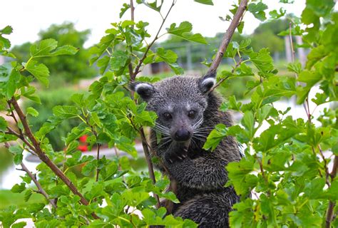 Zoo Near Me: A Quick Guide to the Best Zoos in Your City