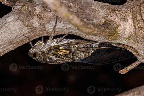 Adult Giant Cicada 13072363 Stock Photo At Vecteezy