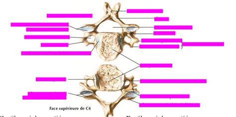 Vert Bre Cervicale Diagram Quizlet