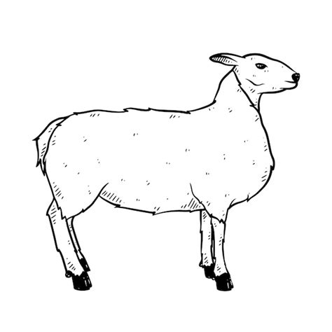 Premium Vector Hand Drawn Sheep In Doodle Style Sketch