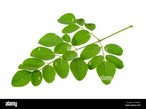 Moringa Oleifera Leaf Isolated On White Clipping Path Stock Photo Alamy