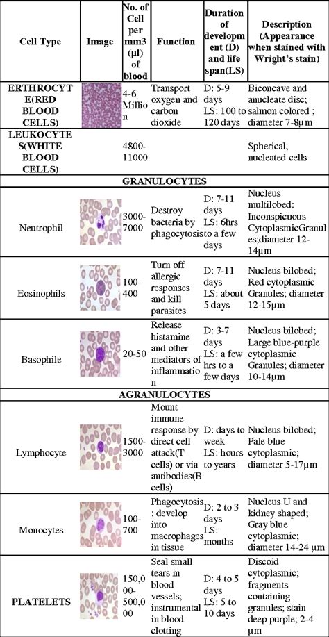 Types Of Leukocytes