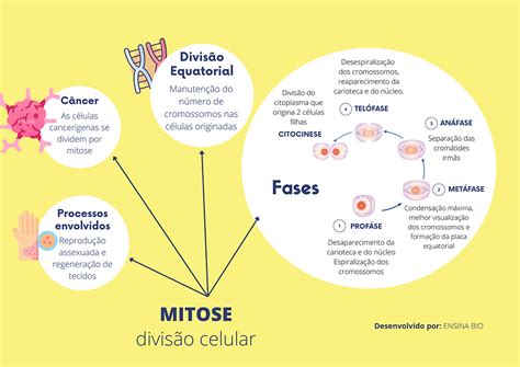 Mapa Mental Mitose