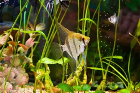 Angelfish Tankmates 101: Best Tankmates For Angelfish Guide