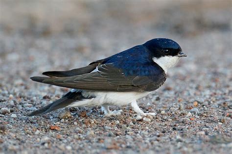 Dossier Mehlschwalben Thurgauer Vogelschutz Tvs