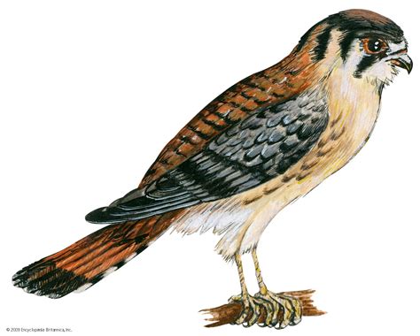 Kestrel | Identification, Features & Behaviors | Britannica