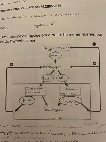 Système reproducteur Flashcards Quizlet