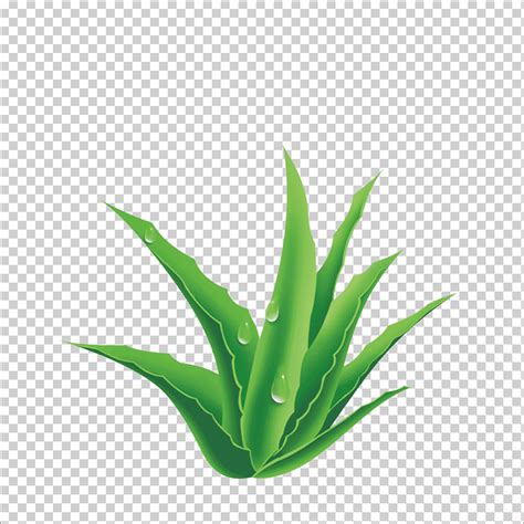 Planta De Aloe Aloe Hoja P Ster Hierba Png Klipartz