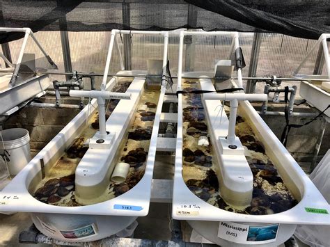 Antidepressant pollution alters crayfish behavior, with impacts to