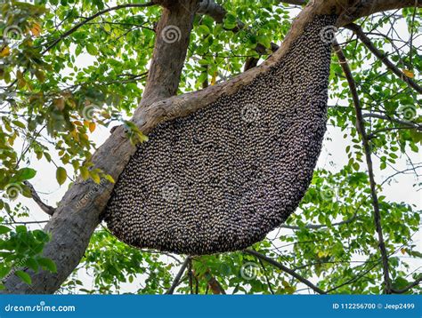 The Nest Of Bees On The Tree Stock Photo Image Of Plant Nest 112256700