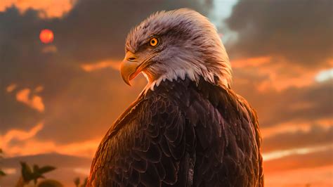 Eagle, Digital Art, 4K, #6.454 Wallpaper