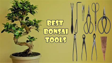 14 Best Bonsai Tools To Make A Proper Bonsai Dwell Gardens