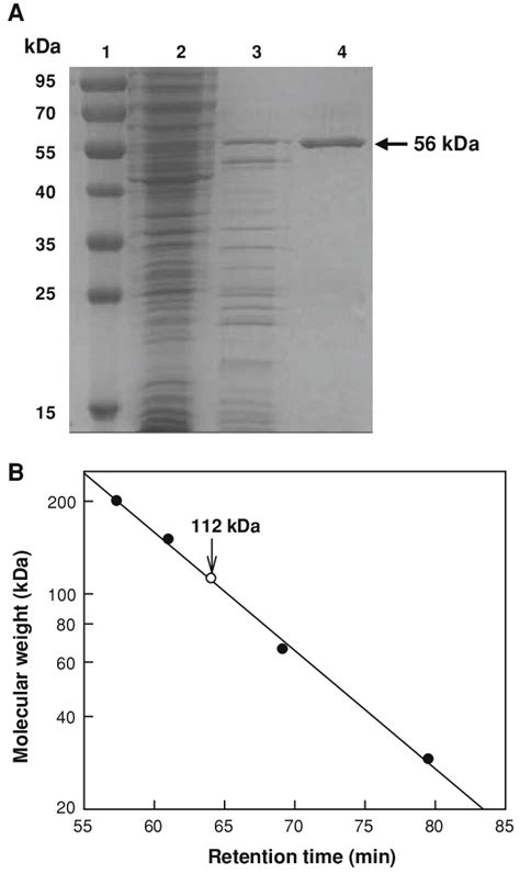 Sds Page Analysis Of Purified Enzyme From Each Purification Step