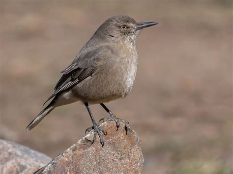 Black Billed Shrike Tyrant Agriornis Montanus Birds Of The World