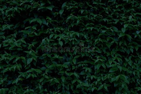 Green Leaves Texture Background in Dark Tone. Stock Photo - Image of ...