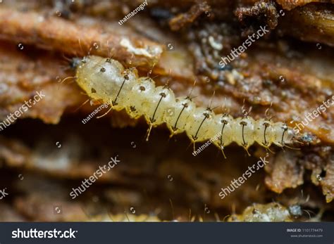 522 Midge Larvae Images, Stock Photos & Vectors | Shutterstock