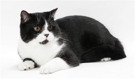 Tuxedo Cat British Shorthair Black And White Cat Breeds - Dogs And Cats ...