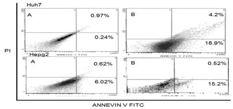 Figure 3 From Downregulation Of MiR 23a And MiR 24 In Human