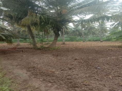 Agricultural Land Cent For Sale In Singanallur Coimbatore Rei