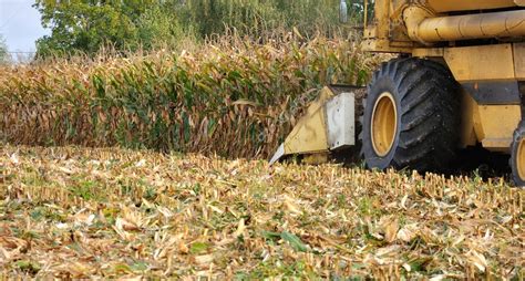 Maize harvest — Stock Photo © sanddebeautheil #6999528