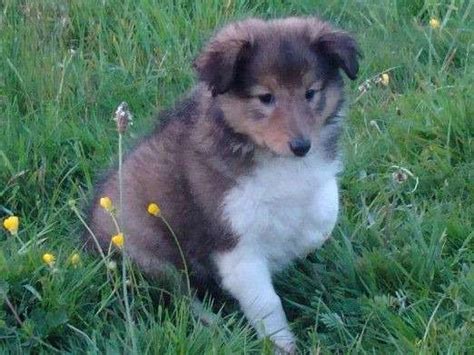 Un Chiot M Le Berger Des Shetland Lof Fauve Charbonn Disponible